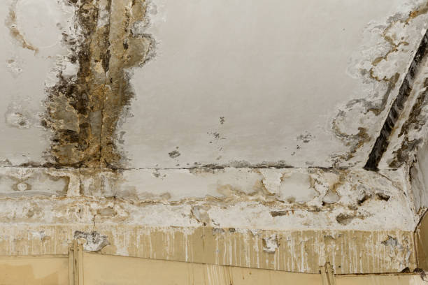 Best Forensic Mold Investigation  in Henagar, AL
