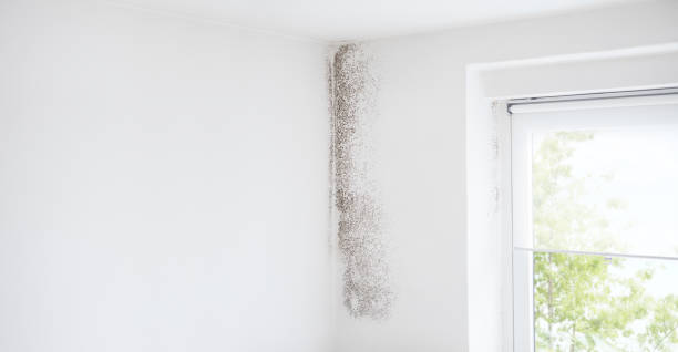 Best Mold Damage Restoration  in Henagar, AL