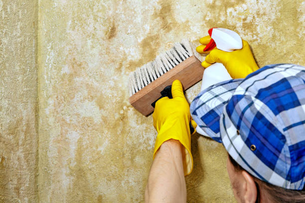 Reliable Henagar, AL Mold Removal Solutions