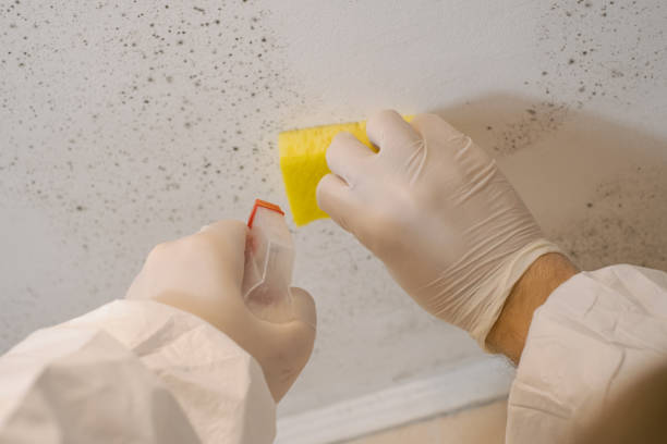 Best Post-Construction Mold Inspection  in Henagar, AL