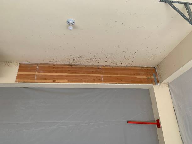 Best HVAC Mold Inspection and Cleaning  in Henagar, AL