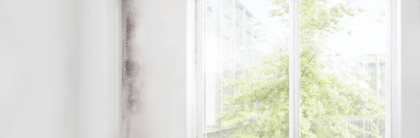 Best Forensic Mold Investigation  in Henagar, AL