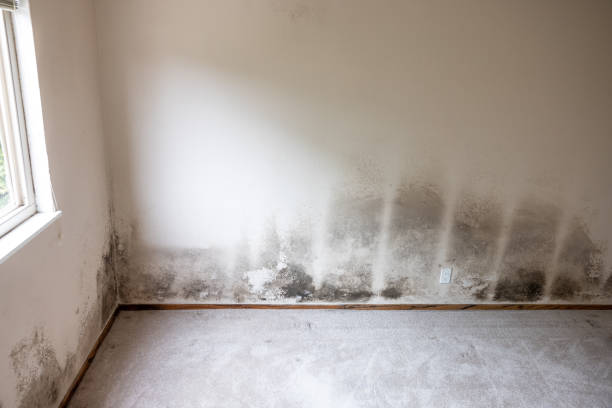 Best Real Estate Mold Inspection  in Henagar, AL
