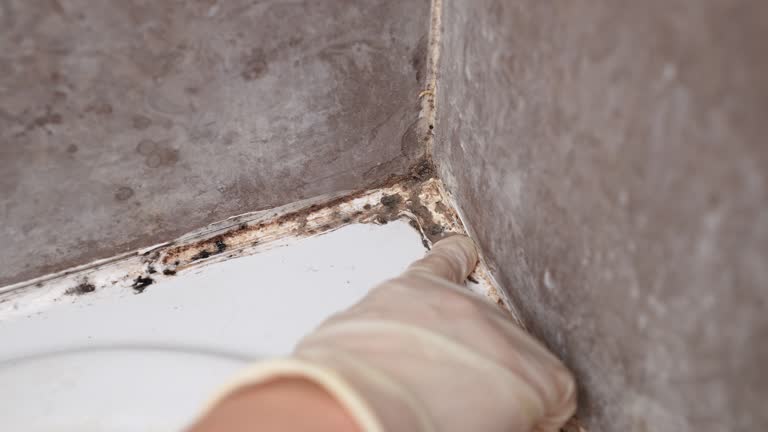 Best Mold-Related Health Consultation  in Henagar, AL